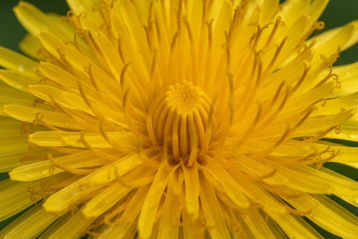 the flower needs to not have gone to seed